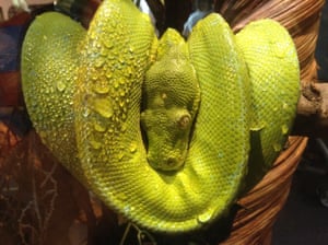 tree snake