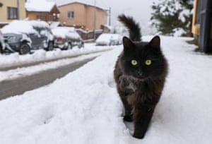Um gato vagueia pelas ruas de Krasnaya Polyana, na Rússia, após uma nevasca