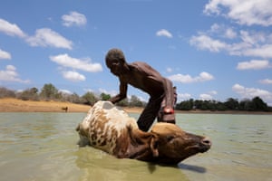 A man tries to lift an emaciated calf stuck in one of the few water pans left in the drought-stricken region of Kwangite, in Ganze, Kenya. Over 2 million Kenyans face starvation due to the ongoing drought. People from Ganze region, one of the most affected areas, are forced to walk more than six hours to fetch water. They have resorted to slaughtering their starving animals and drying their meat as a way of preserving some food. More than 400,000 people are suffering from water shortages and more than 6,500 cattle have died.