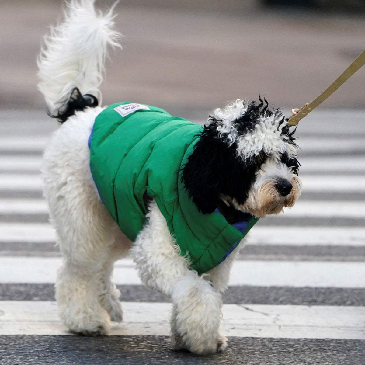 Frosty Greens: How Cold is Too Cold for Golf?