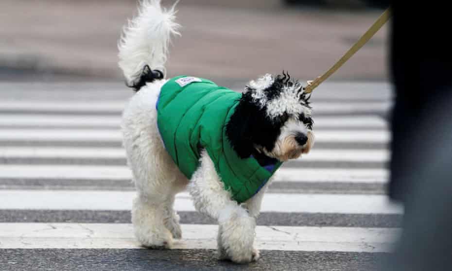 A dog wears a jacket to guard against the cold weather