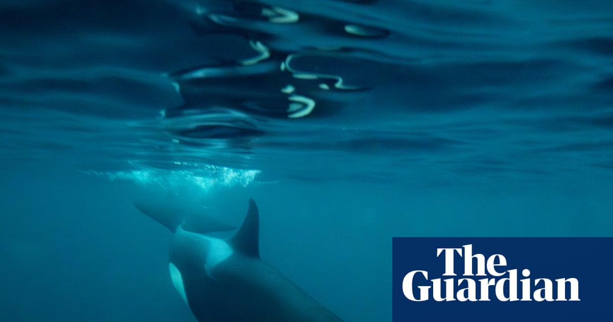 ‘Exploratory and curious animals’: mysterious rise in orca sightings off Northumberland coast