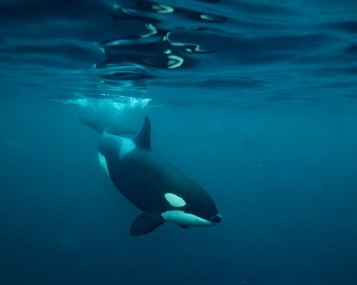 ‘Exploratory and curious animals’: mysterious rise in orca sightings off Northumberland coast