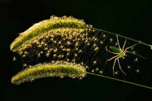 A delicate green-and-gold spider has woven rungs between two stalks of grass - tiny spiders hang on them like stars
