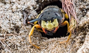 The beewolf, a wasp that hunts bees, is thriving in brownfield sites.