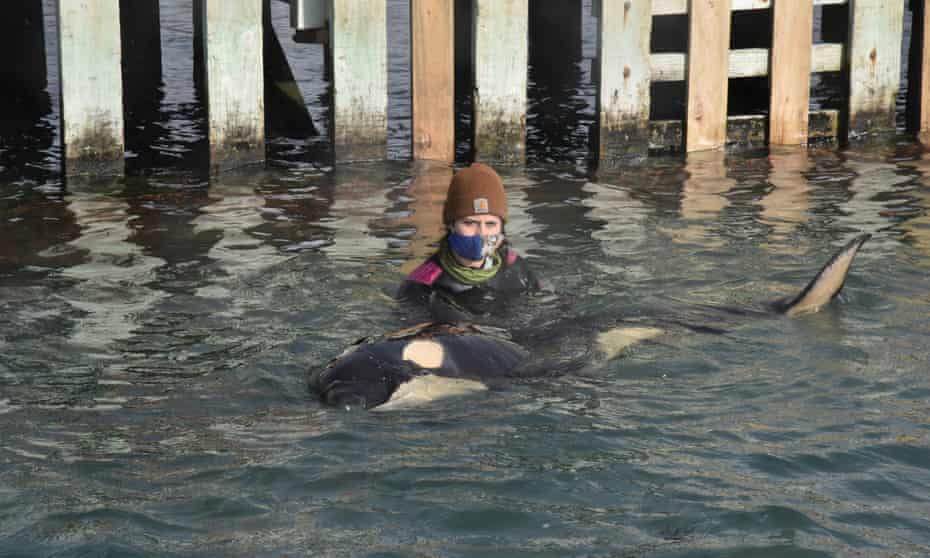 Volunteers help care for a baby orca, which was found stranded without its pod north of Wellington, New Zealand