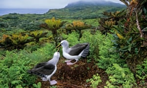 Bad luck to kill them? Yellow-nosed albatrosses on Gough Island.