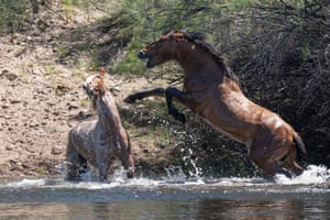 Garanhões selvagens lutando em Salt River, perto de Phoenix, Arizona, EUA