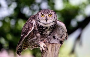 Uma coruja pousa em um poste sob o sol da primavera após uma noite de caça em Kent, Reino Unido