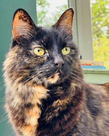 A closeup shot of Hermione the cat.
