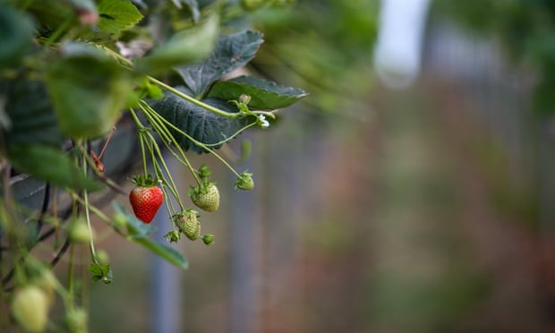 Tanaman stroberi tumbuh di dalam polytunnel