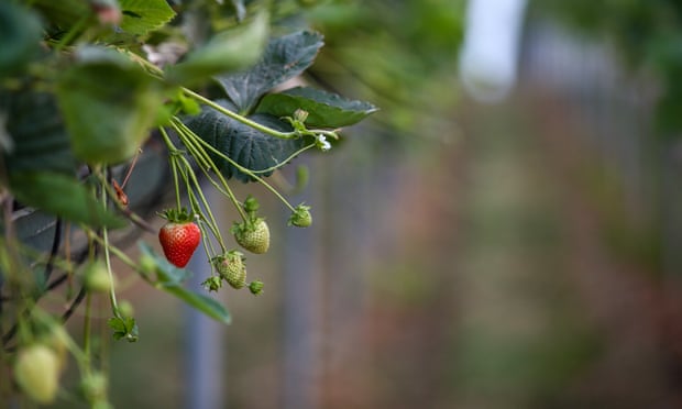 A crop of strawberries grow inside a polytunnel at Clock House farm near Maidstone