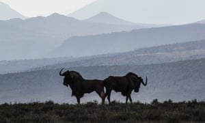 A brace of black wildebeest in the Camdeboo national park outside Graaff-Reinet