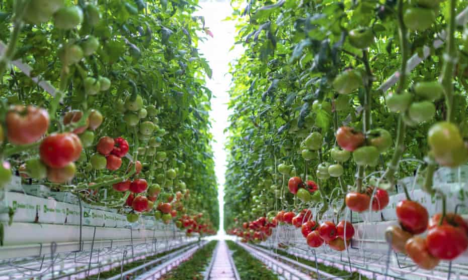 Tomatoes being grown indoors