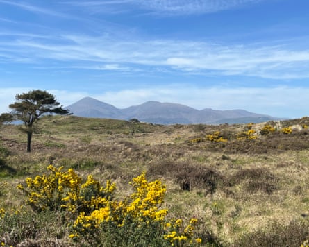 Murlough heath and the Mourne Mountains.