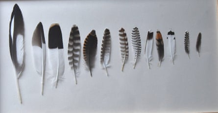 oystercatcher, black-tailed godwit, lapwing, whimbrel, woodcock, golden plover, bar-tailed godwit, redshank, turnstone, common snipe, green sandpiper, common sandpiper and jack snipe.