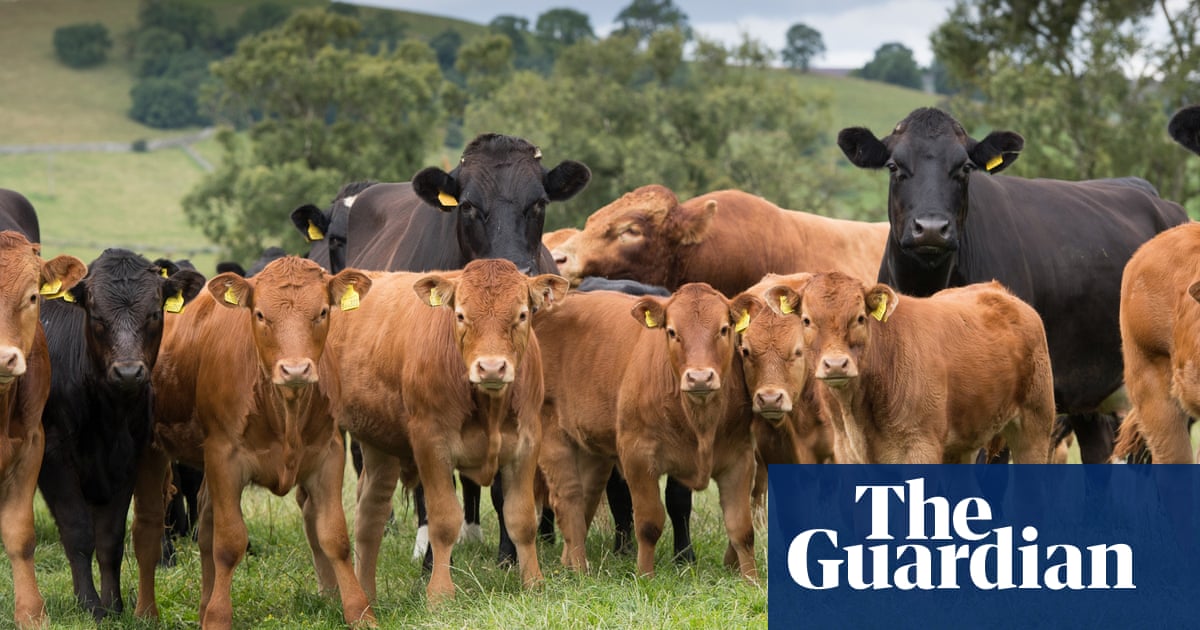 No need to cut beef to tackle climate crisis, say farmers - The Guardian