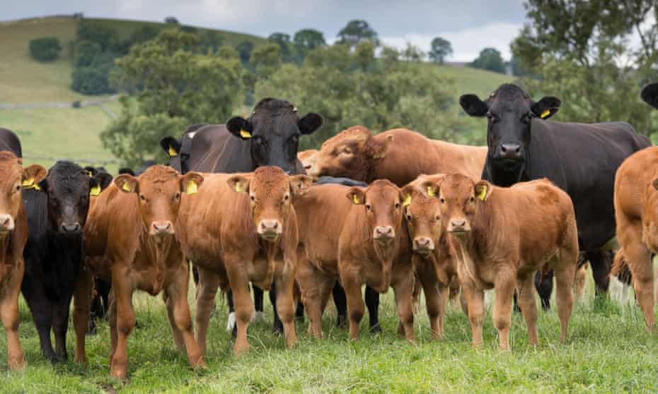 A herd of beef cattle in the Yorkshire Dales
