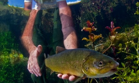 Softmouth trout (Salmo obtusirostris): Dam projects on the Neretva threaten 50% or more of this population, and would most likely eliminate the species in the Morača river system.