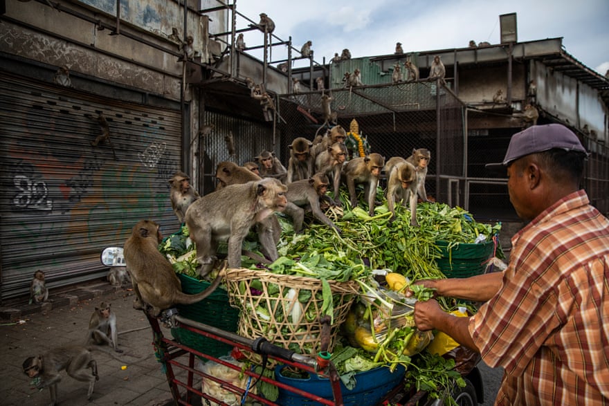 A man employed by the Lopburi Monkey Foundation brings cart full of fruit and vegetables to monkeys living at the dilapidated cinema