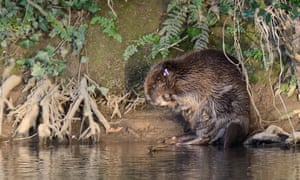 A beaver grooming itself on the bank of the river Otter after being checked for diseases and re-released.