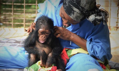  Surrogate mothers help feed orphaned primates and take them out for forest explorations
