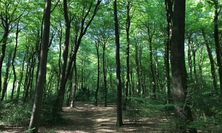 The author’s regular woodland walk in the Chilterns.