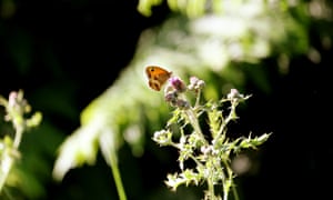 Meadow brown butterfly