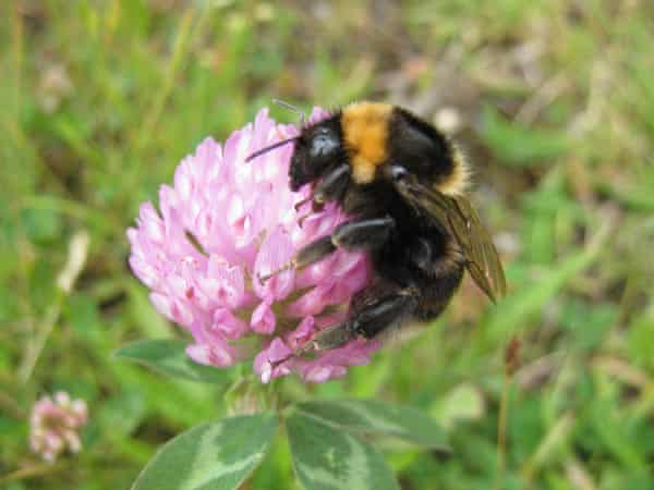 Short haired bumblebees from Sweden have been reintroduced to the UK