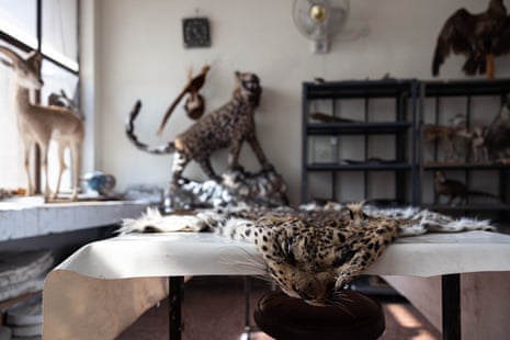 A leopard skin lies on a table with its head hanging over the end.