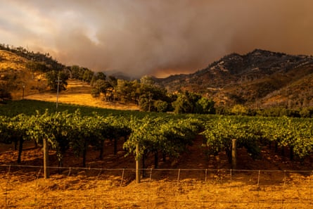 dim smoky skies over vineyard