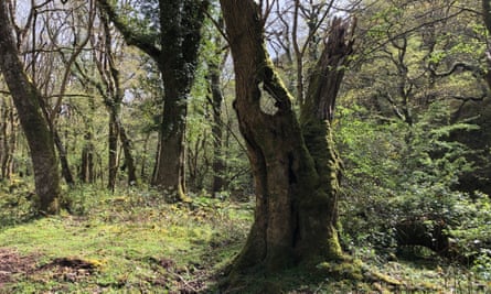 May ash: The ash tree stump on May 2021.