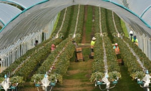 Workers picking raspberry fruit in a farm. Australia’s lowest paid workers will get a 3% increase.