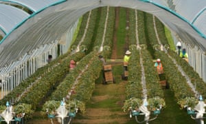 Workers pick raspberries Tasmania
