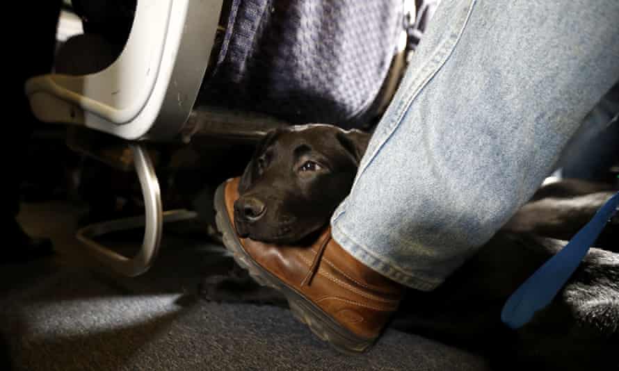 A service dog named Orlando rests on the foot of its trainer in Newark, New Jersey.