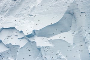 Antarctic Petrels.