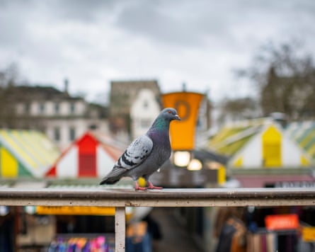 A pigeon in the Memorial Gardens beside Norwich market.