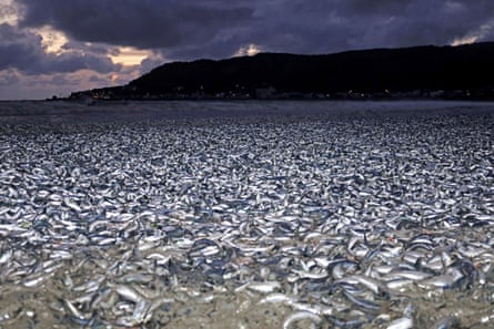 Thousands sardines and mackerels are seen washed up on a beach in Hakodate, Hokkaido, northern Japan