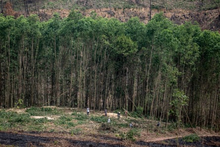 Acacia harvesting taking place on a non-FSC plantation outside Huế, Vietnam.