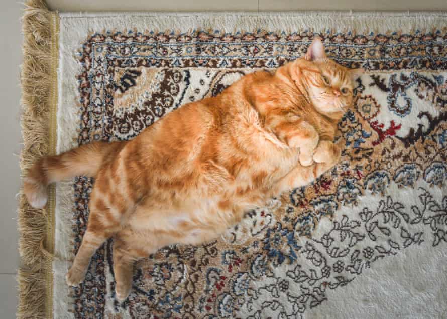 Fat Red CatA very fat cat is lying on the сarpet on its back. This is red Ameriacan Wirehair male cat. Flat lay.