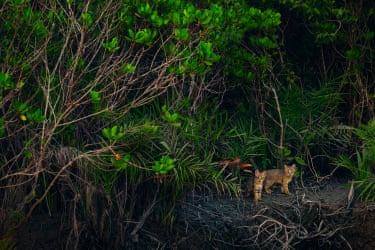 Two jungle cat kittens emerging from a mangrove forest