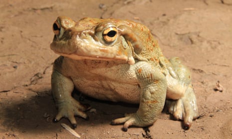 Sonoran desert toad (Bufo alvarius)