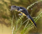 Ponds Need Dedicated Legal Protection, The Guardian Argues
