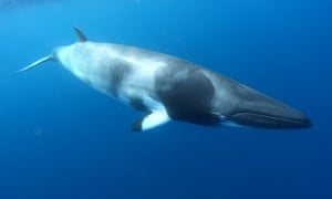 A Sparkling Encounter Swimming With Dwarf Minke Whales Travel