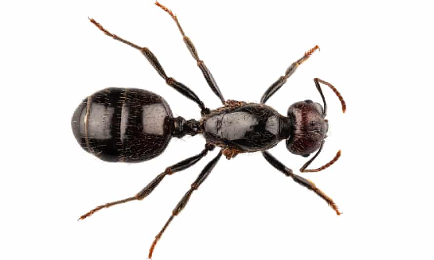 A black garden ant, Lasius niger