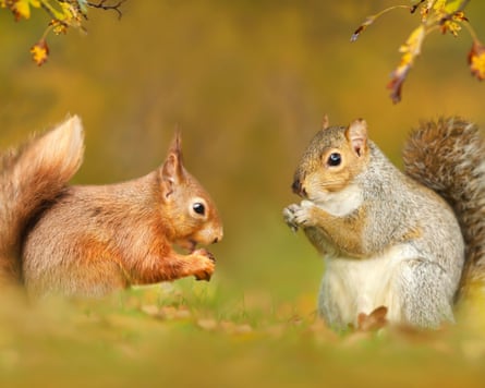 Closeup of grey and red squirrels in autumn, UK.