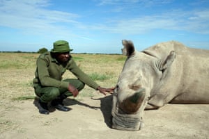 One of the two northern white rhinos that will be the last of their species, featured in Extinction: The Facts.