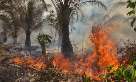 A fire at an oil palm plantation in Pekanbaru, Sumatra, due to intensive farming methods and the dry season.