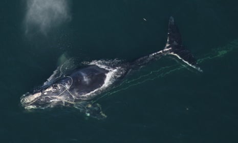 A North Atlantic right whale is seen with a fishing net tangled around her head. 
