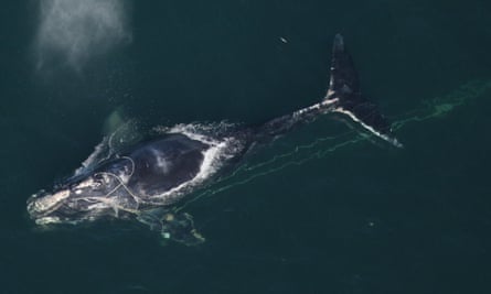 A North Atlantic right whale swims with a fishing net tangled around her head off the coast off Daytona Beach, Florida.